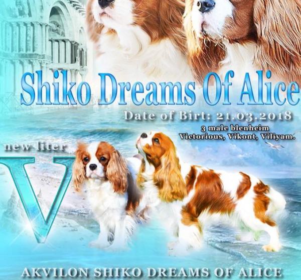 NEW-Litter. AKVILON SHIKO DREAMS OF ALICE && MADE IN HEAVEN DE LOS URSIDOS KODIAK