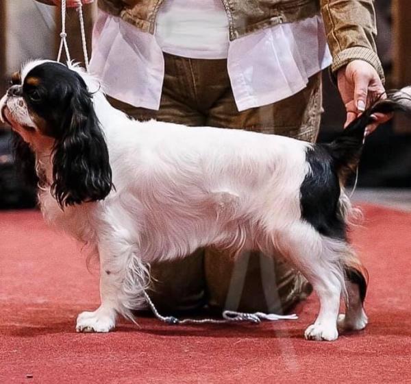 TOP Ukrainian dog King Charles Spaniel 2020 !!!