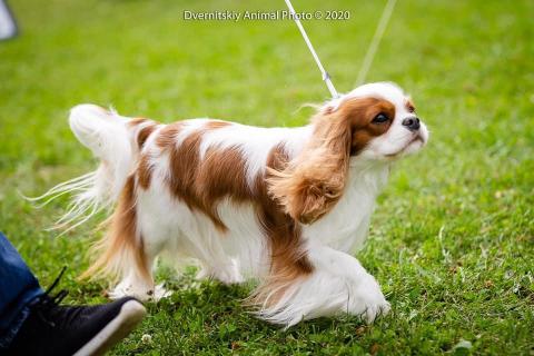 TOP Ukrainian dog Cavalier King Charles Spaniel 2020 !!!