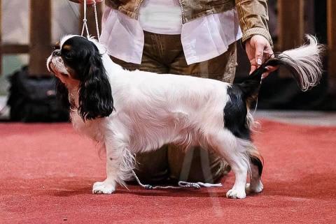 TOP Ukrainian dog King Charles Spaniel 2020 !!!