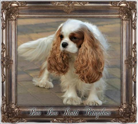 BOO BOO ROTTI KINGDOM ( БУ - БУ)